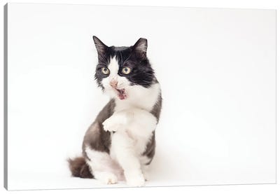 Just Me Canvas Art Print - Tuxedo Cat Art