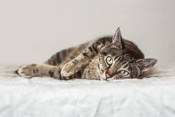 Tabbies: Lazy Days by Marika Moffitt