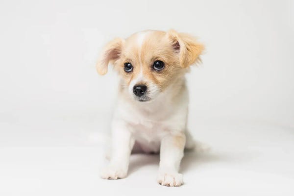 Puppies: Looking For You by Marika Moffitt