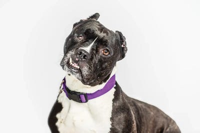 Lopsided by Marika Moffitt metal wall art