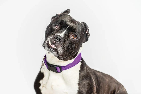 Pit Bulls: Lopsided by Marika Moffitt