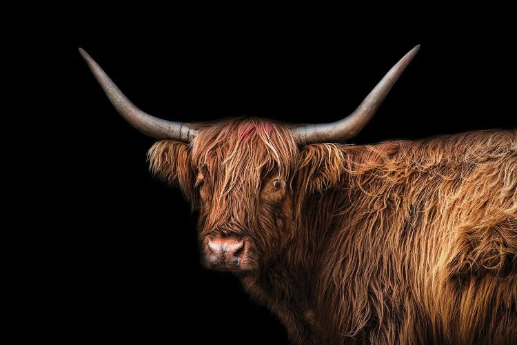 Nobody's Fool by Marika Moffitt wall art