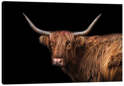 Nobody's Fool Canvas Art Print - Highland Cow Art