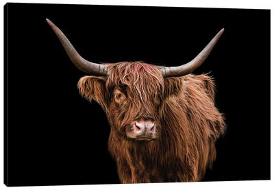 Not One To Beg Canvas Art Print - Highland Cow Art