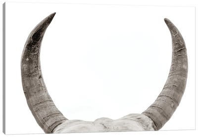 Horns Canvas Art Print - Mark MacLaren Johnson