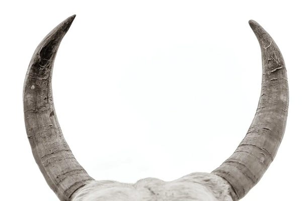 Bulls: Horns by Mark MacLaren Johnson