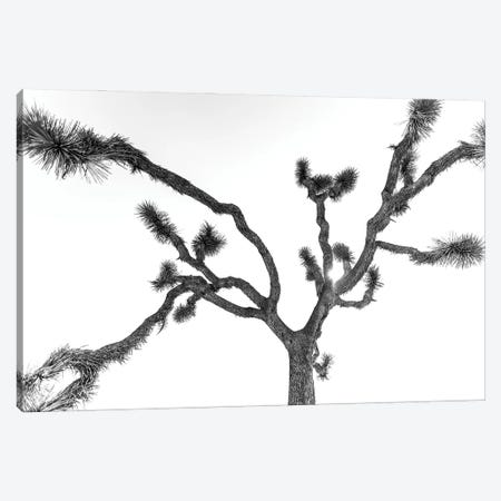 The Joshua Tree Canvas Print #MMJ15} by Mark MacLaren Johnson Canvas Art Print