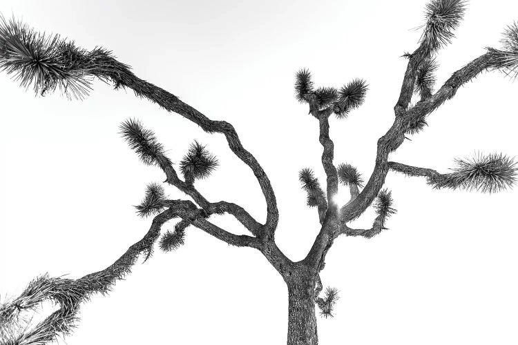 The Joshua Tree by Mark MacLaren Johnson wall art