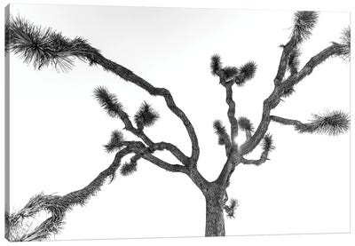 The Joshua Tree Canvas Art Print - Mark MacLaren Johnson