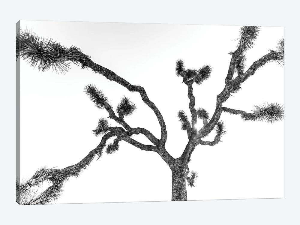 The Joshua Tree by Mark MacLaren Johnson 1-piece Canvas Artwork