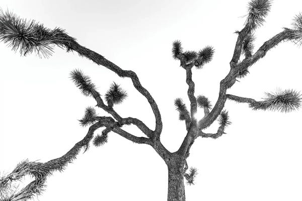 Mark MacLaren Johnson: The Joshua Tree by Mark MacLaren Johnson