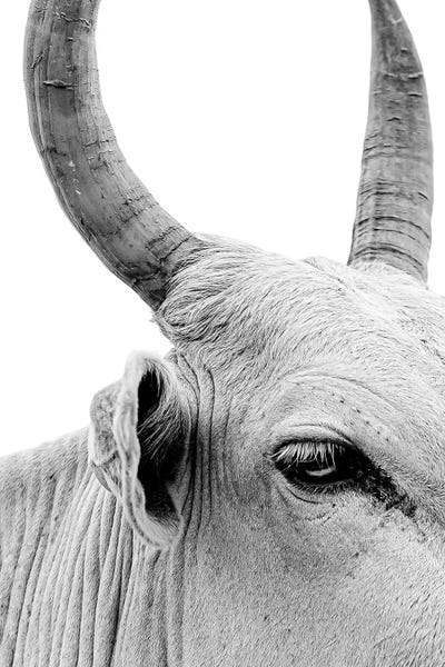 Mark MacLaren Johnson: Bull Portrait by Mark MacLaren Johnson