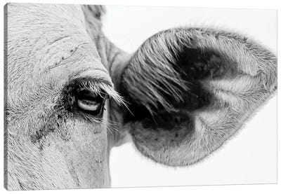 Bull's Eye Canvas Art Print - Mark MacLaren Johnson
