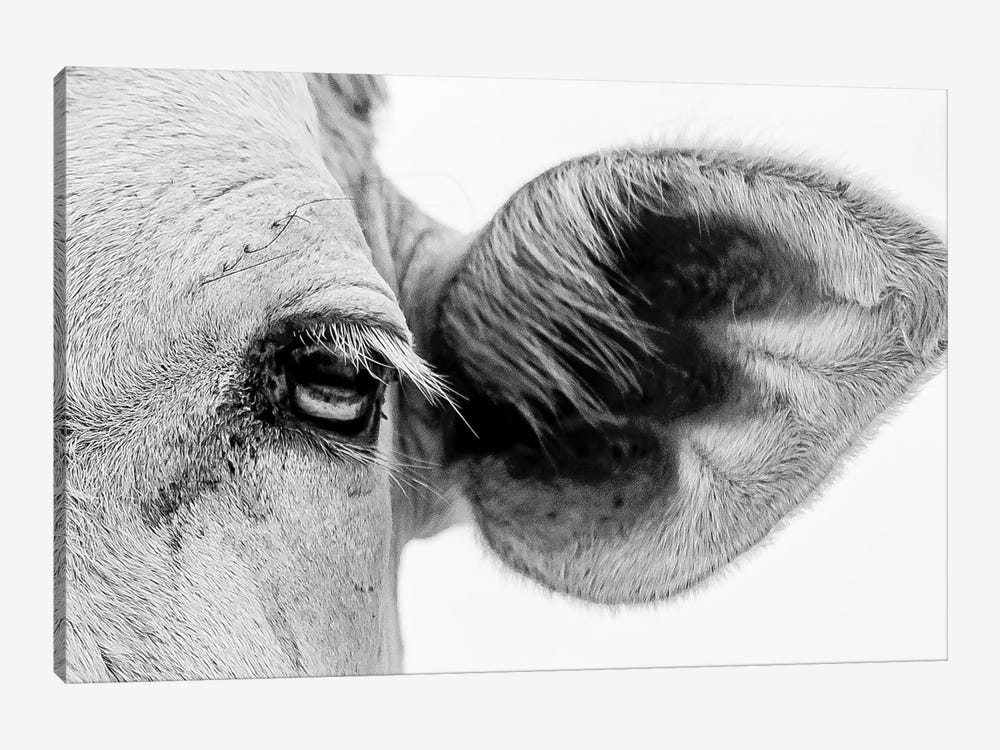 Bull's Eye by Mark MacLaren Johnson 1-piece Canvas Art Print