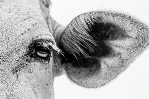 Mark MacLaren Johnson: Bull's Eye by Mark MacLaren Johnson