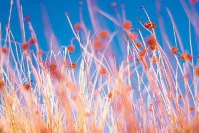 Desert Flowers by Mark MacLaren Johnson canvas print