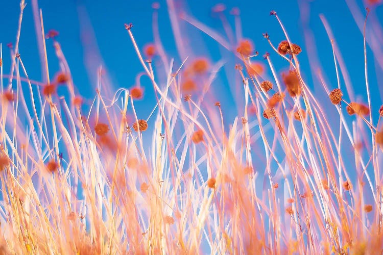 Desert Flowers by Mark MacLaren Johnson wall art