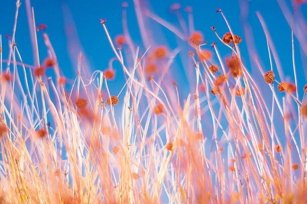 Mark MacLaren Johnson: Desert Flowers by Mark MacLaren Johnson