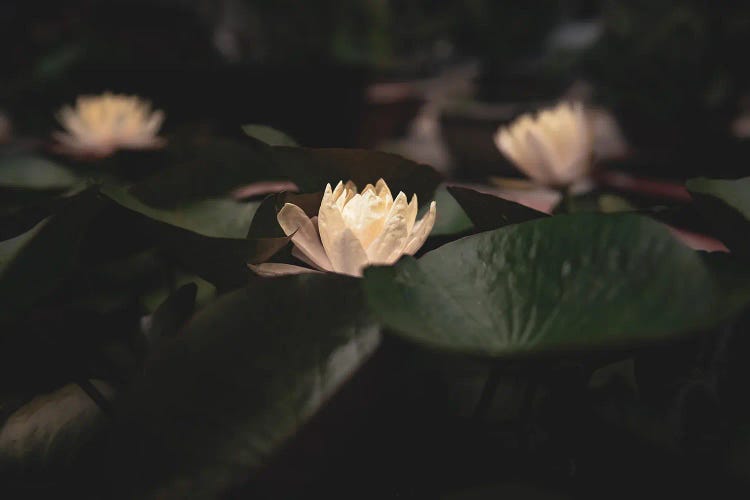 Lotus Pond by Mark MacLaren Johnson wall art