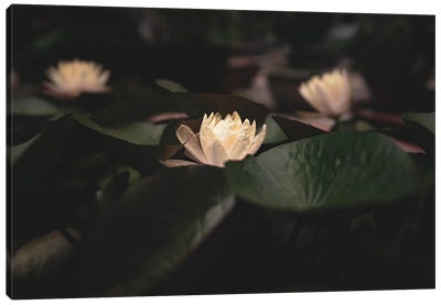 Lotus Pond Canvas Art Print - Southeast Asian Culture