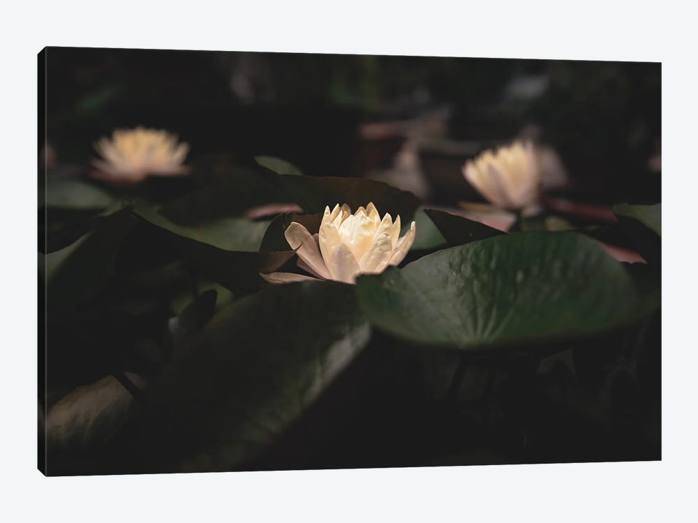 Lotus Pond by Mark MacLaren Johnson 1-piece Art Print