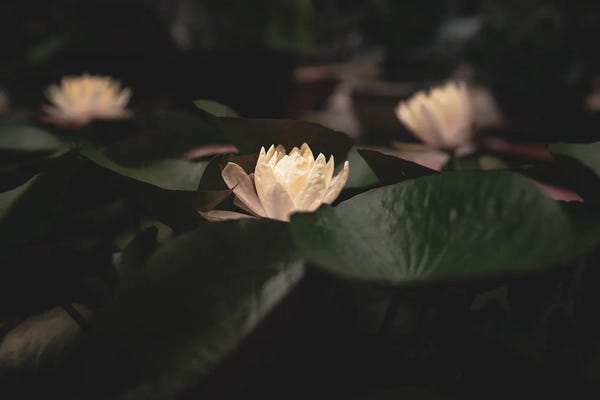 Mark MacLaren Johnson: Lotus Pond by Mark MacLaren Johnson