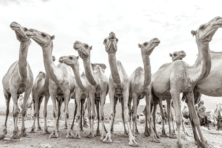 Camel Market by Mark MacLaren Johnson wall art