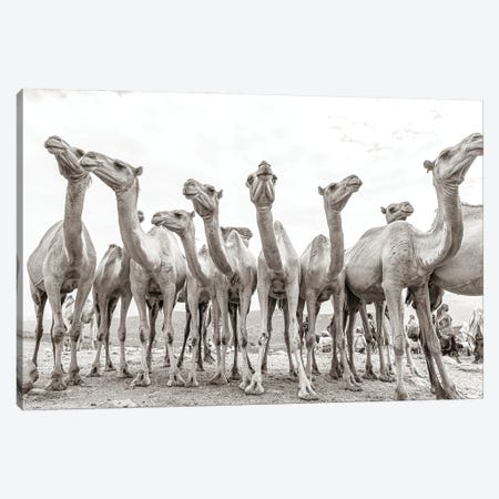 Camel Market Canvas Print #MMJ6} by Mark MacLaren Johnson Canvas Artwork