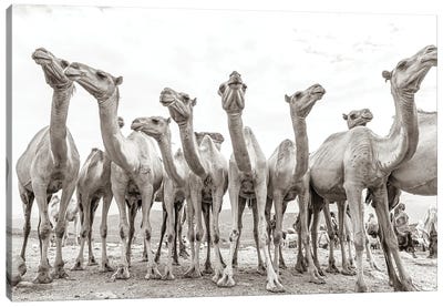 Camel Market Canvas Art Print - Moroccan Culture