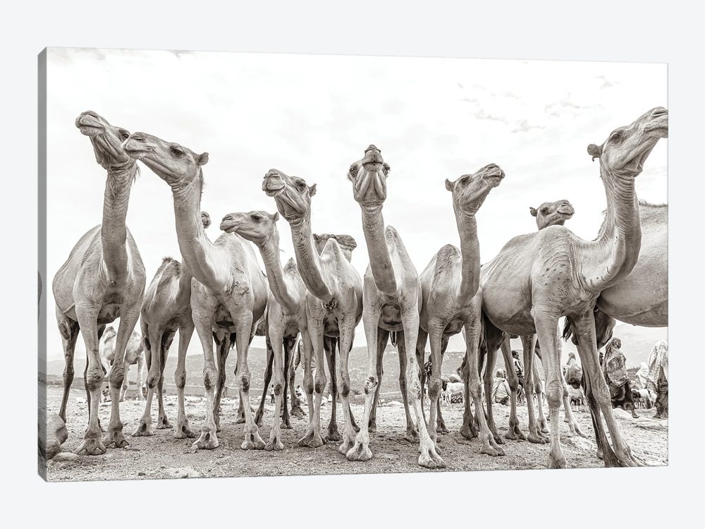 Camel Market by Mark MacLaren Johnson 1-piece Art Print
