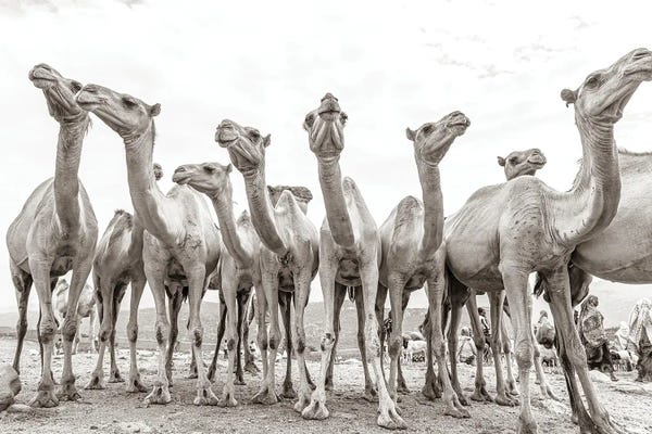 Camels: Camel Market by Mark MacLaren Johnson