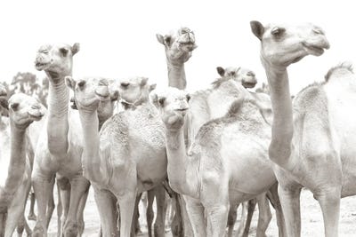 Camel Mates by Mark MacLaren Johnson art print