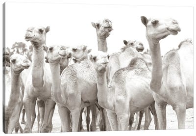 Camel Mates Canvas Art Print