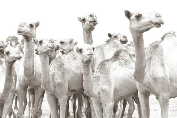 Camels: Camel Mates by Mark MacLaren Johnson