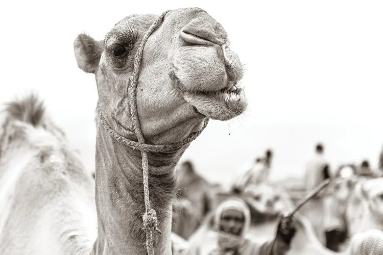 Camel Portrait