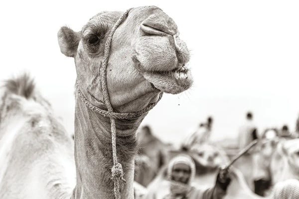 Camels: Camel Portrait by Mark MacLaren Johnson