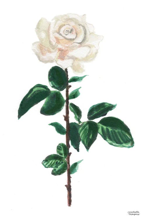 White Rose Watercolor