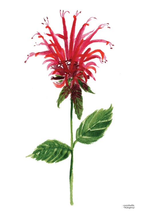 Red Bee Balm Flower Watercolor by Michelle Mospens wall art