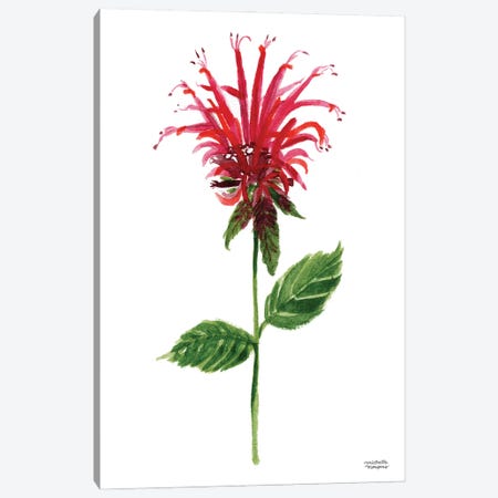 Red Bee Balm Flower Watercolor Canvas Print #MMP85} by Michelle Mospens Canvas Wall Art