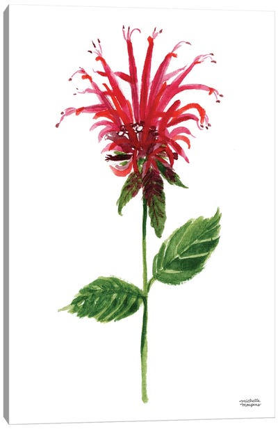 Red Bee Balm Flower Watercolor Canvas Art Print - Michelle Mospens