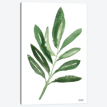 Olive Branch II Watercolor Canvas Print #MMP89} by Michelle Mospens Art Print