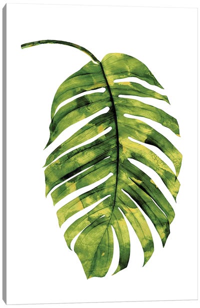 Green Palm II Canvas Art Print - Tropical Leaf Art