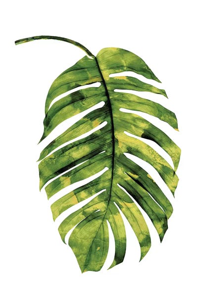 Melonie Miller: Green Palm II by Melonie Miller