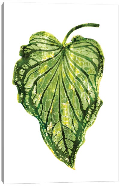 Green Palm III Canvas Art Print - Melonie Miller
