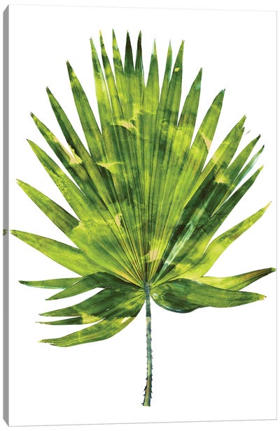 Green Palm IV Canvas Art Print - Earthen Greenery