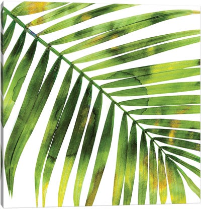 Green Palm, Close-Up I Canvas Art Print - Refreshing Workspace