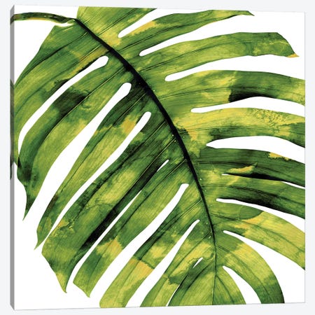 Green Palm, Close-Up II Canvas Print #MMR46} by Melonie Miller Canvas Wall Art