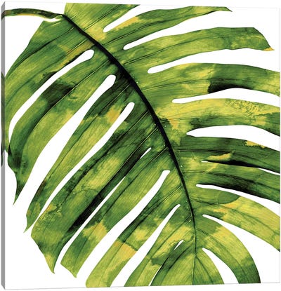 Green Palm, Close-Up II Canvas Art Print - Earthen Greenery
