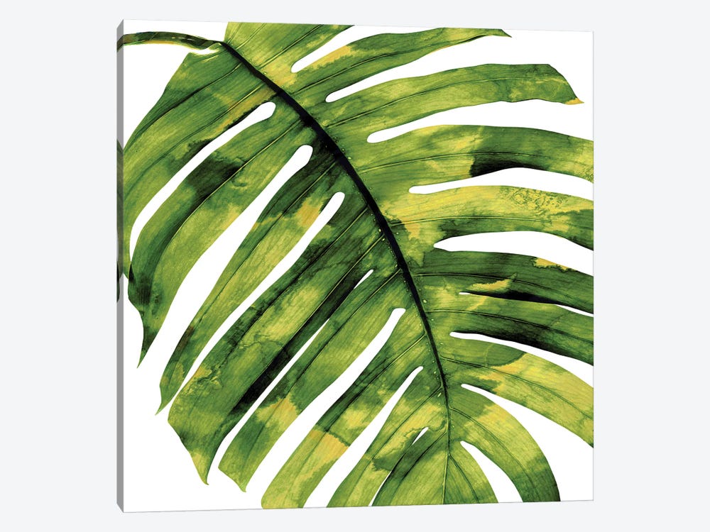 Green Palm, Close-Up II by Melonie Miller 1-piece Canvas Art