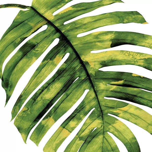 Tropical Leaves: Green Palm, Close-Up II by Melonie Miller